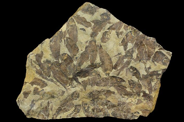 Fossil Fish (Gosiutichthys) Mortality Plate - Lake Gosiute #130062